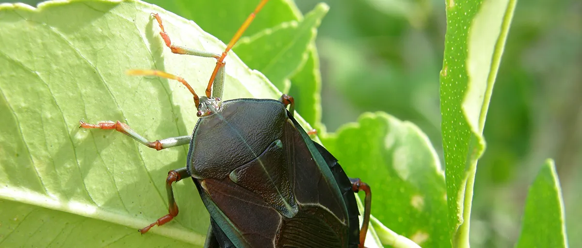 Searles Control Bronze Orange Bug Treatment